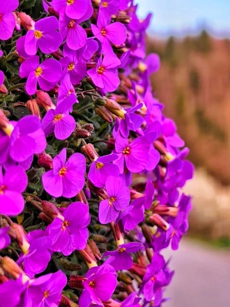 Self-seeding has bloomed in a crack in the wall