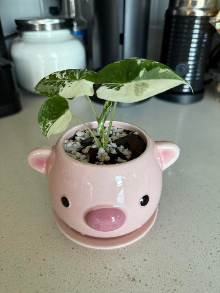 finally big enough for a repot!