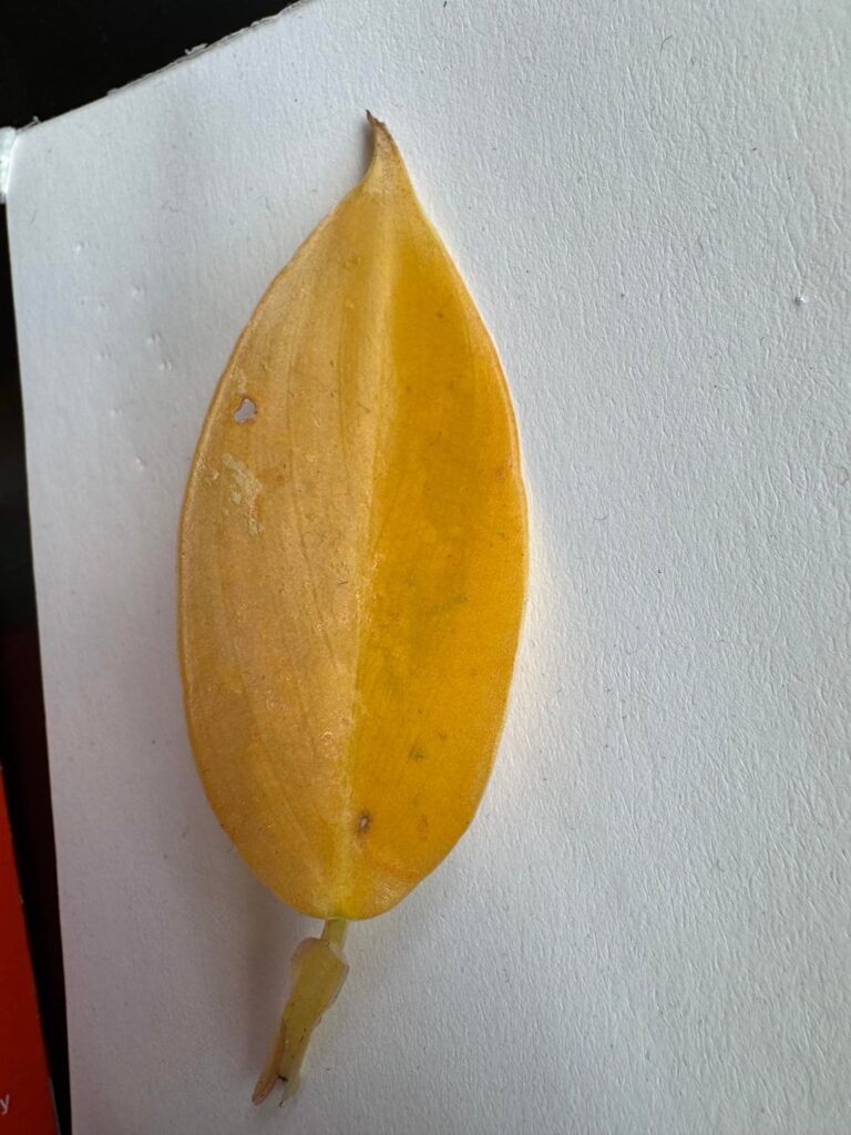 Does anything other than overwatering make leaves look like this? Does anything other than overwatering make leaves look like this?