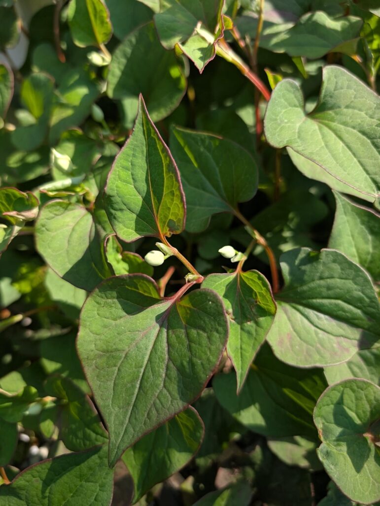 Is this chameleon plant?