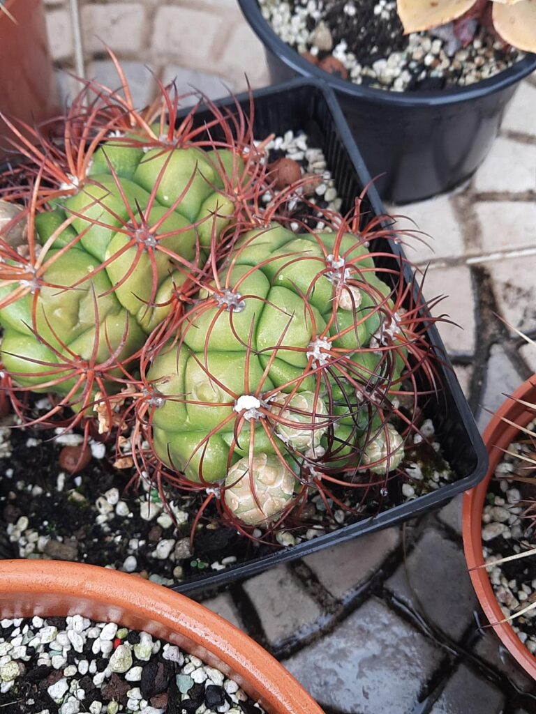 Are my cacti growing children or flowers?