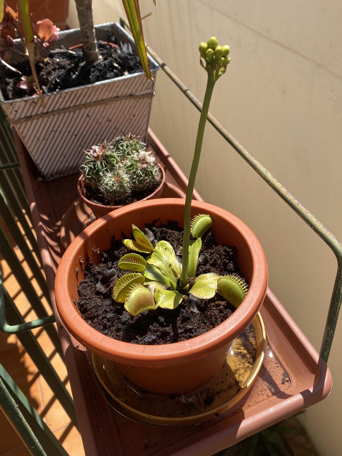 Venus Flytrap help: Should I cut these flowers off?
