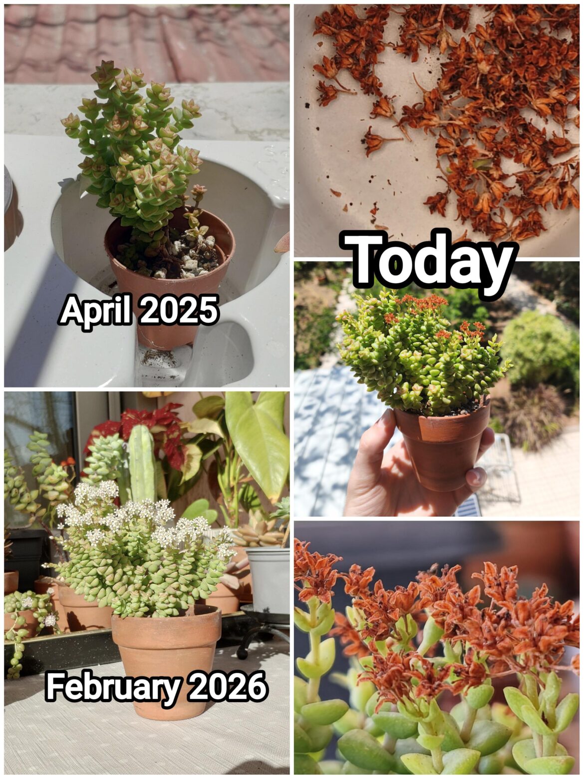 1 year progress. This was one of my first succulents!