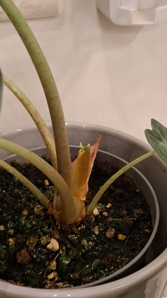 Are these gonna be two new leaves?