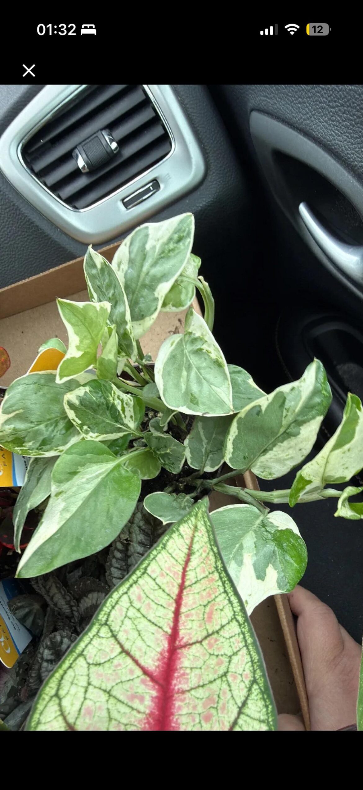 I’m new to pothos! Is this N’Joy?