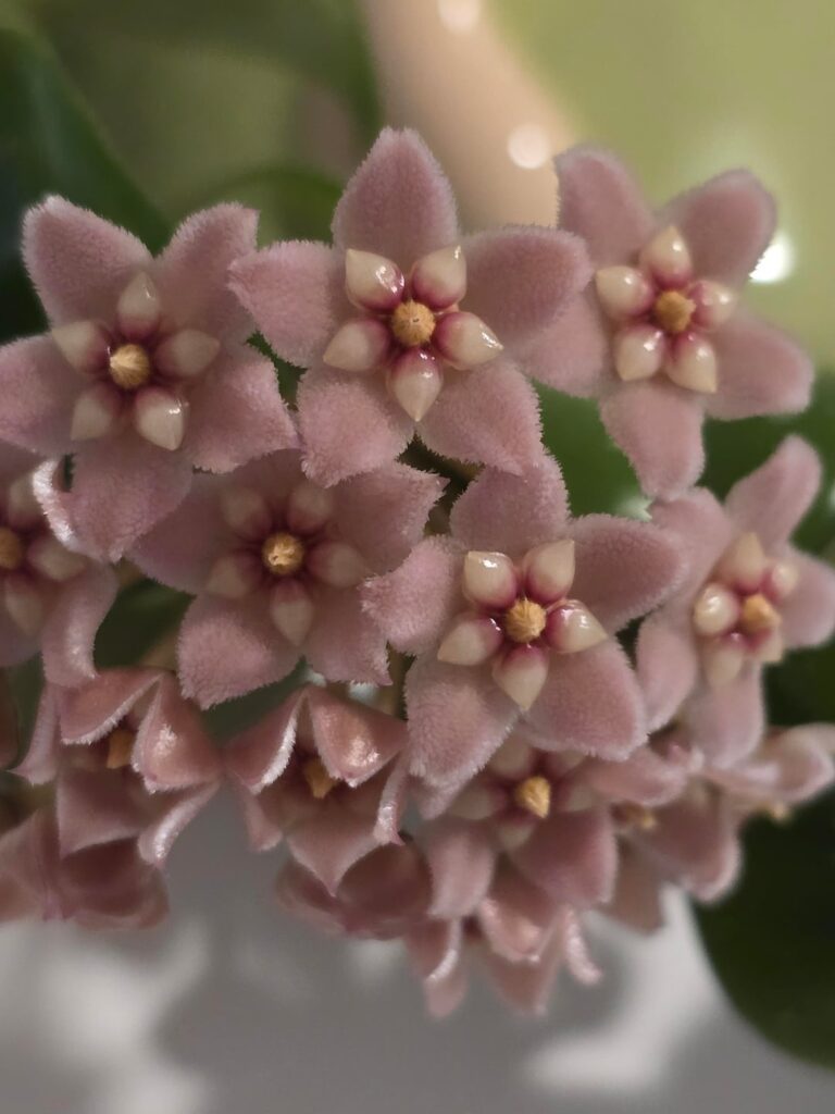 Compacta finally blooming! Compacta finally blooming!