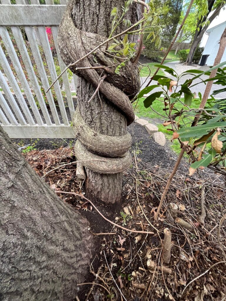 The war on wisteria