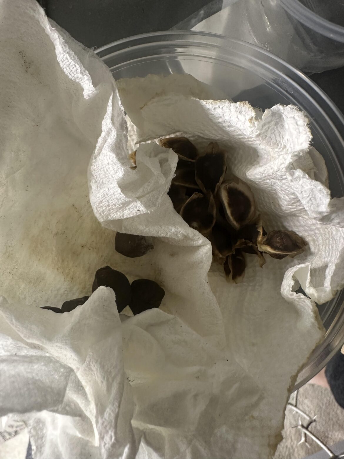 Rare Moringa germination help