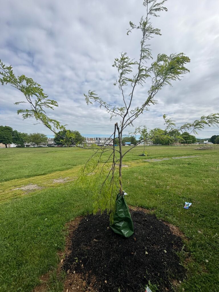 Why can’t people just leave the trees alone???