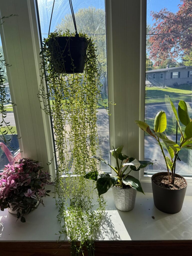 Time to repot?? Time to repot??