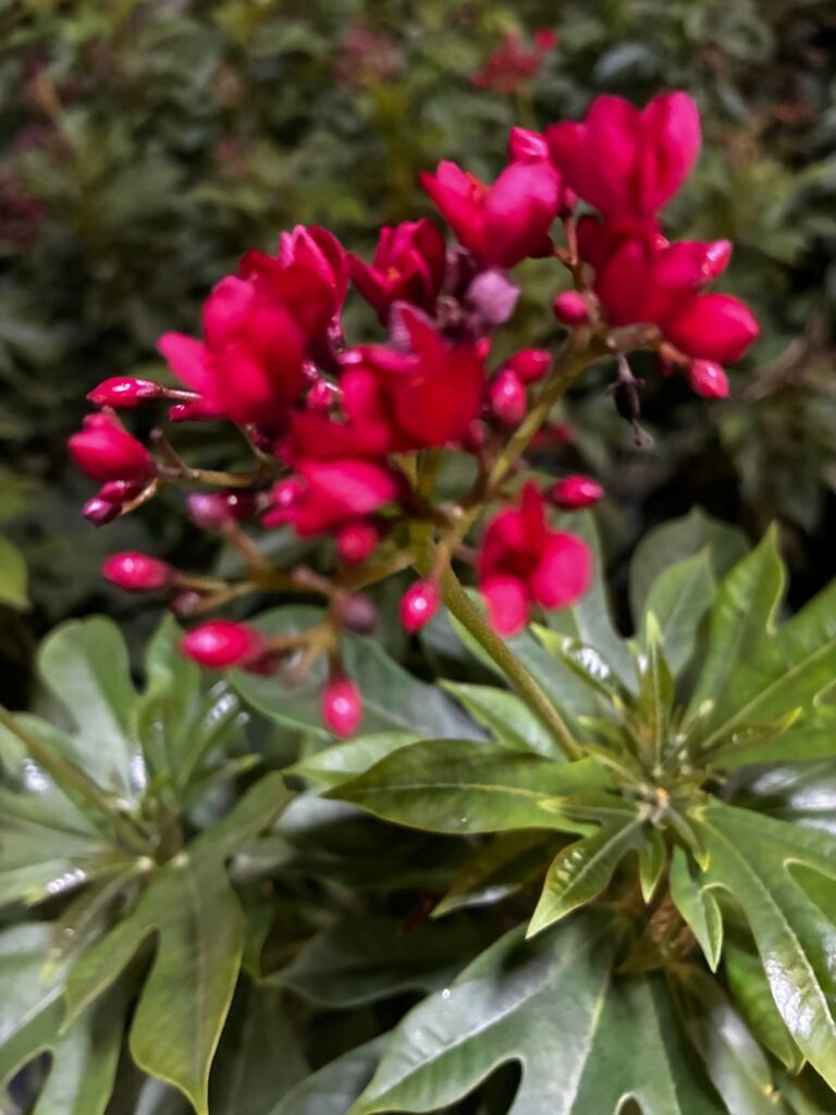 So vibrant colour! What’s this flower..