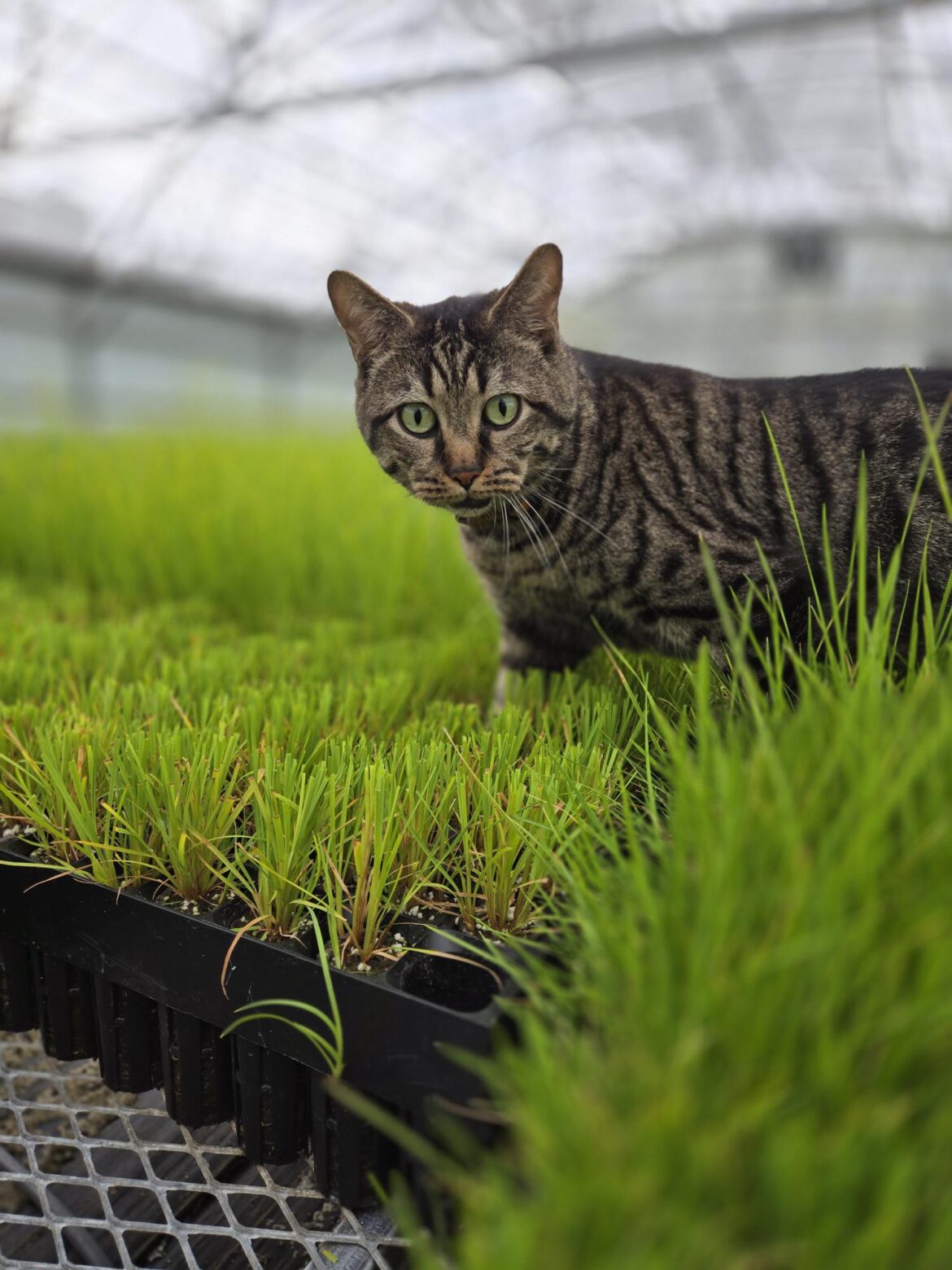 The greenhouse cat