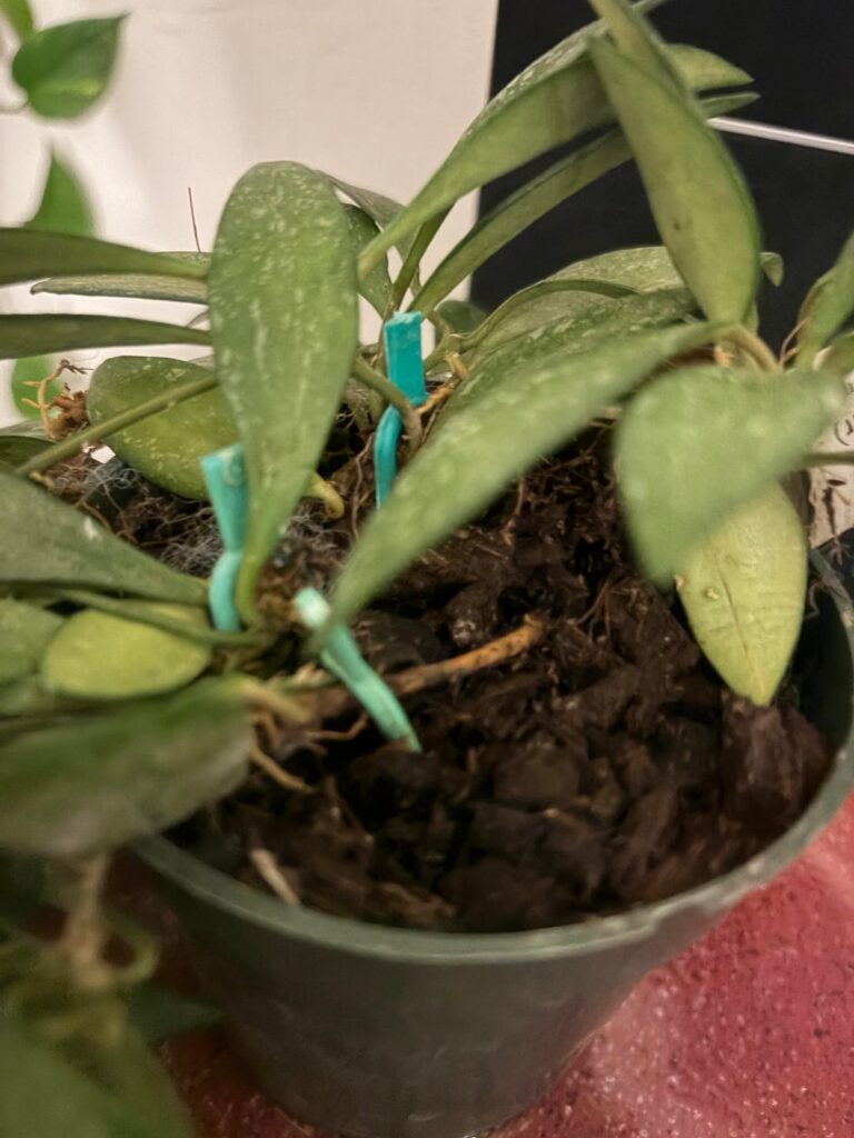 Ordered this $50 Hoya sp. cianjur and got cuttings pinned to the substrate