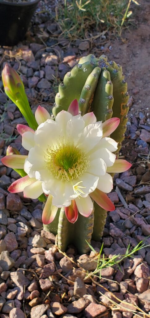 Peruvian Apple Cactus Blooming for 1st time