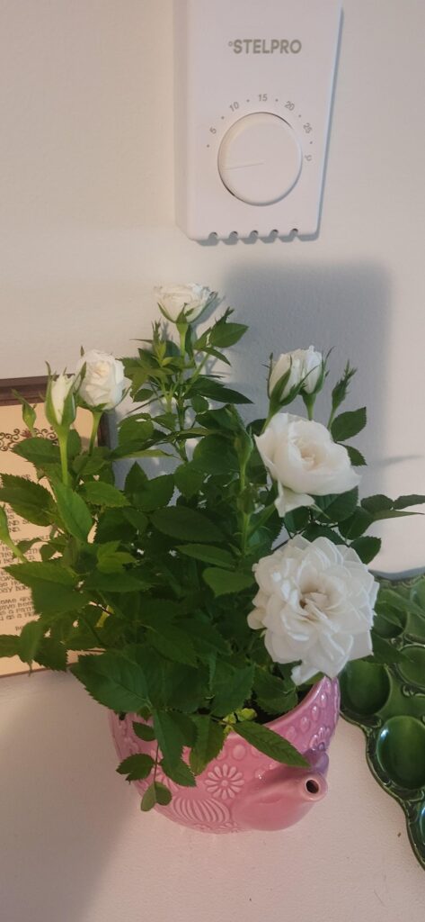 Help, what kind of flowers did i buy?