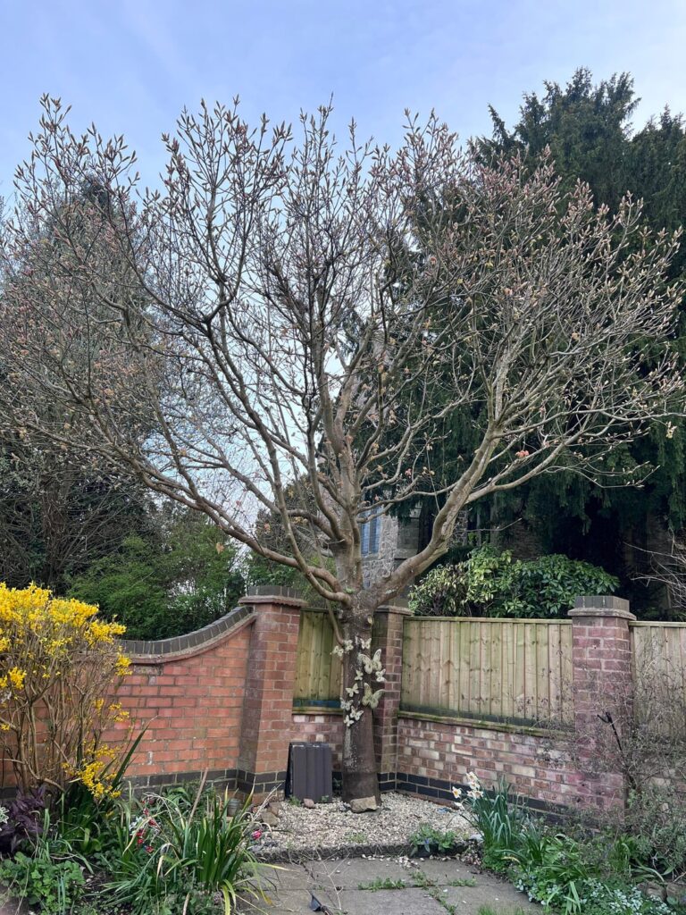 Sycamore Tree , April to May