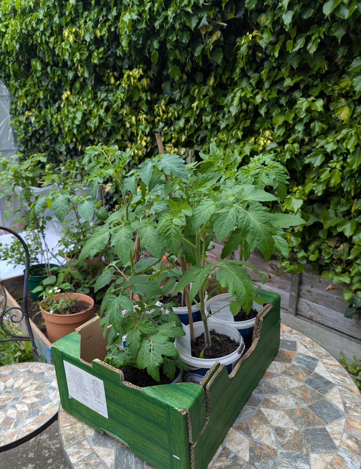 Time to plant out tomatoes?