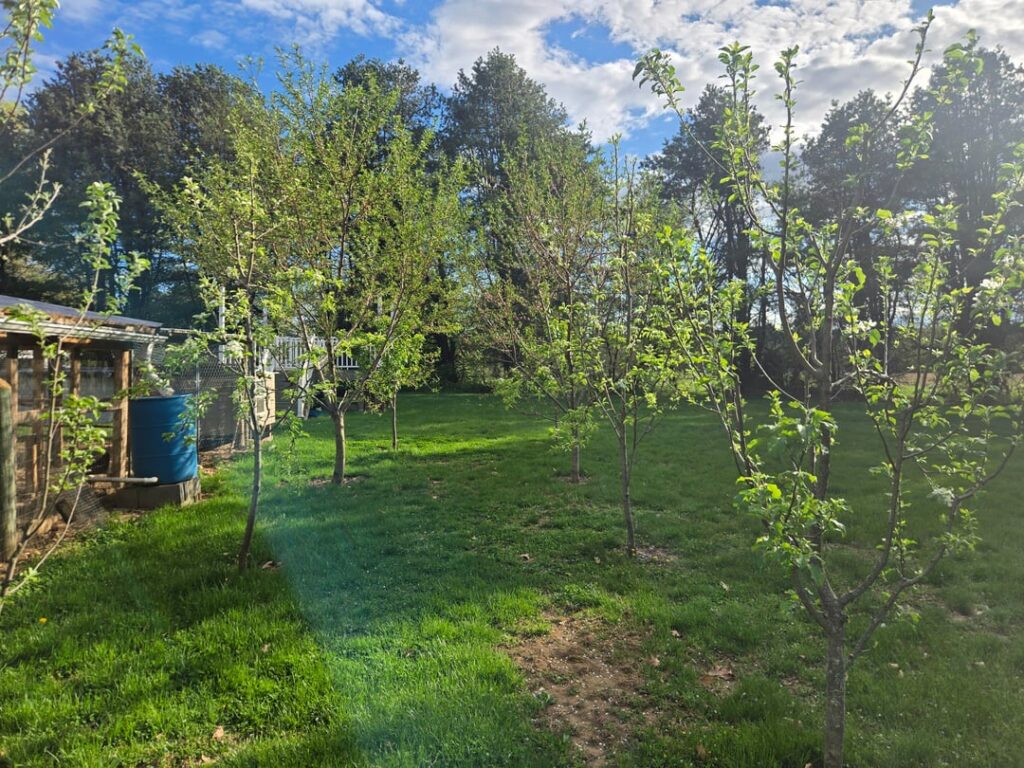 Got all our vegetable plants for free this year from my brother in laws small greenhouse. Grapes, apples, peaches, cherries and almonds are coming along swimmingly. Sadly we had some brutal late frosts and I dont think the bees will bounce back this year