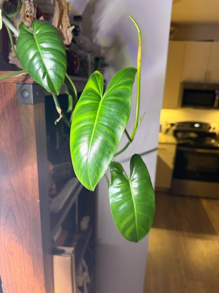 is this green on green on my burle marx? is this green on green on my burle marx?