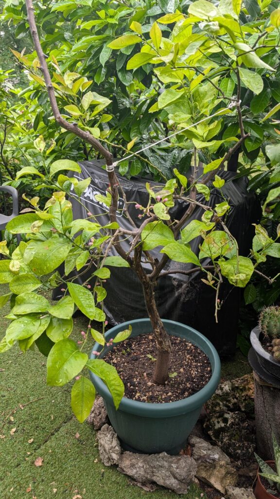1-year update: contrary to what everybody said, my dad’s 30-year-old lemon survived without bark! 1-year update: contrary to what everybody said, my dad's 30-year-old lemon survived without bark!