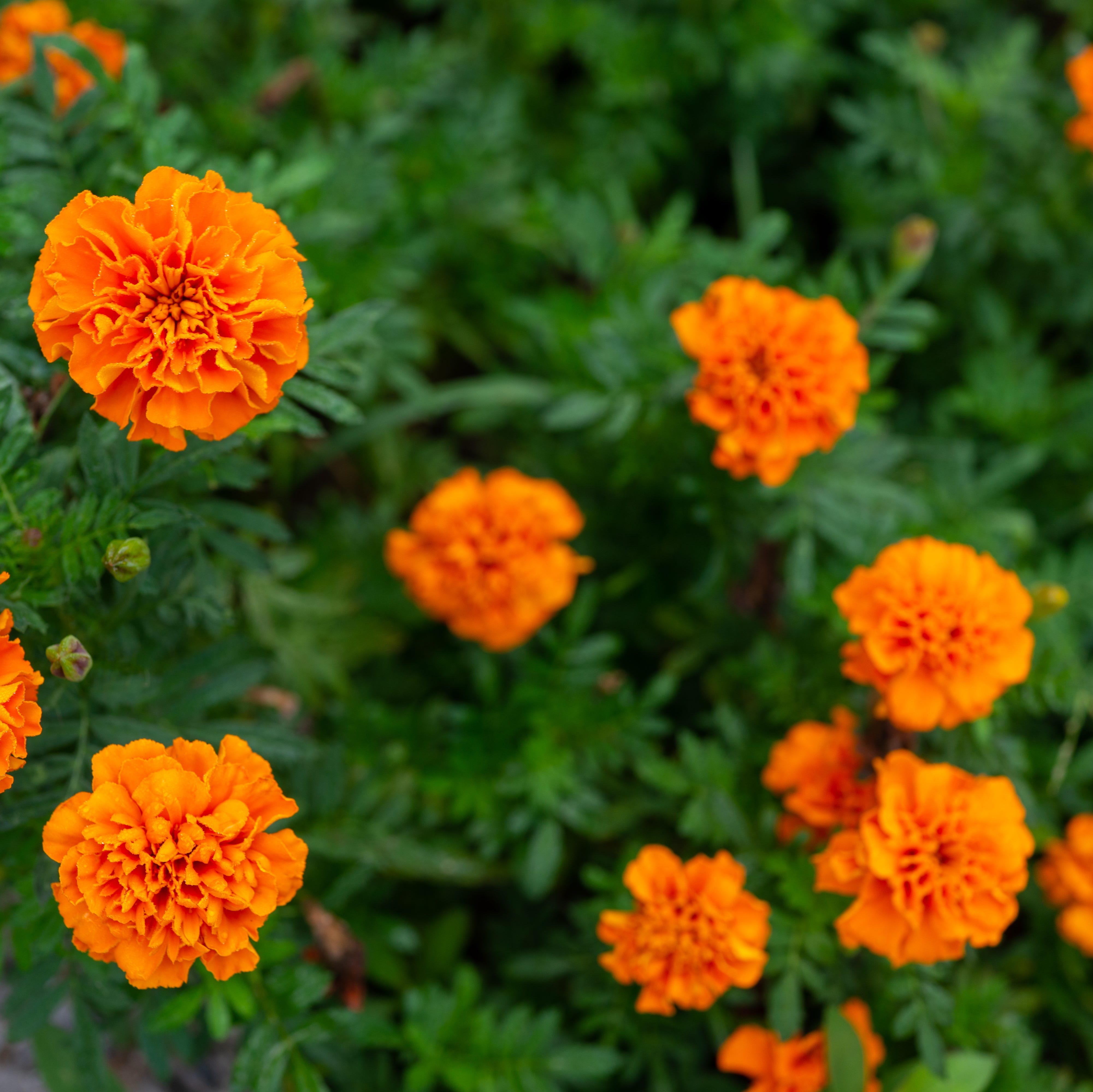 close up of marigold