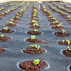 Seeds Of Change: Mini Gardens Help Drive The Growth Of Food At Home