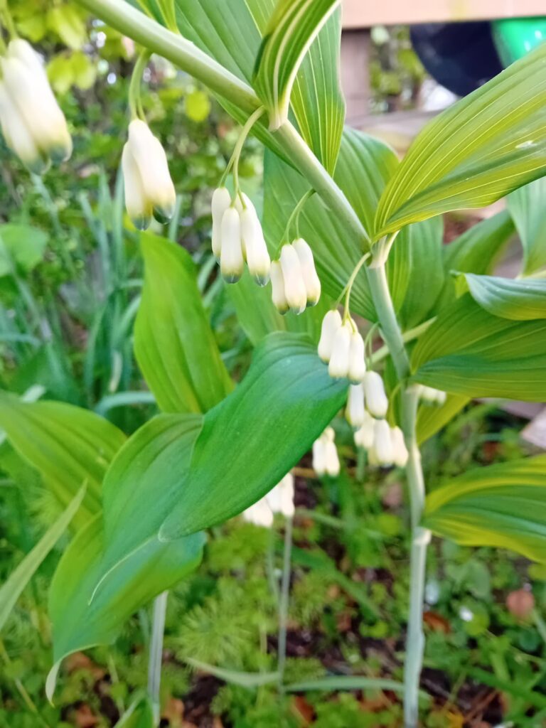 Whats this neat looking plant?
