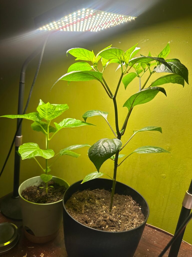 Mystery pepper update