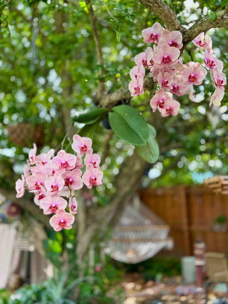 My Phal in South Florida, 10b