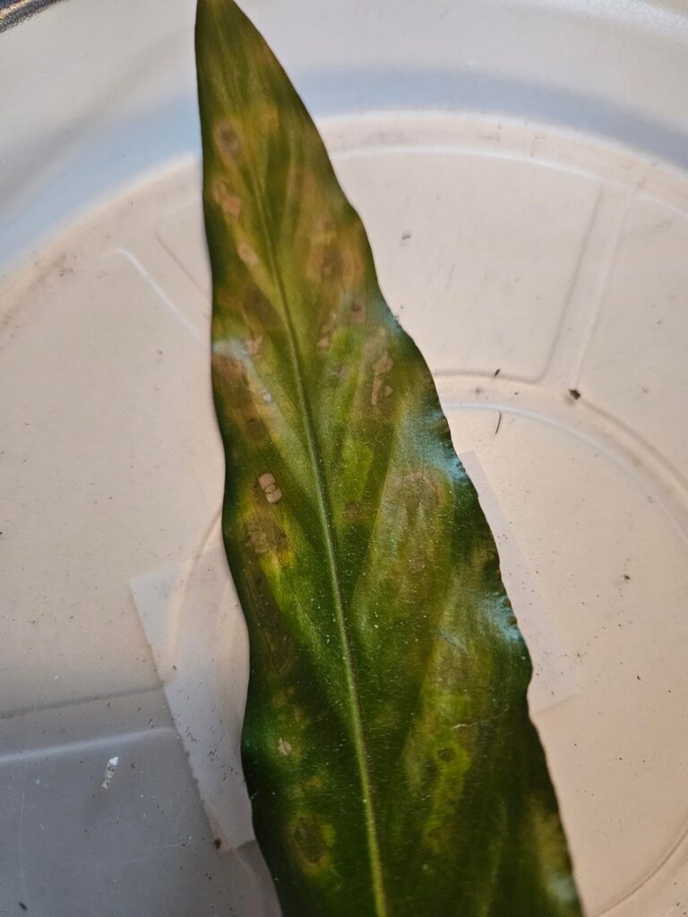 Help With Rufibarba – Mites? Help With Rufibarba - Mites?