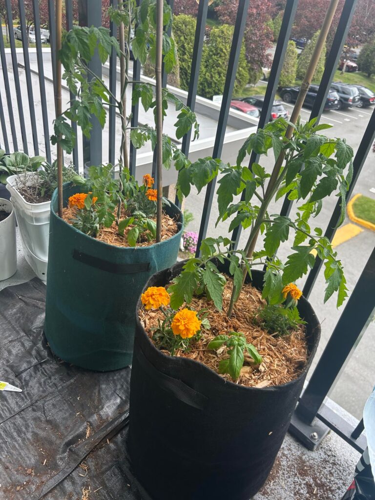 just transplanted my first ever tomatoes! how did i do?