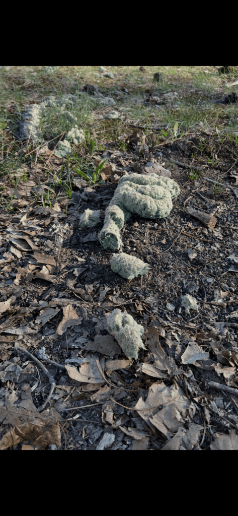 Is this green stuff possibly landscaping related, or is this bear poop full of rodenticides? Is this green stuff possibly landscaping related, or is this bear poop full of rodenticides?