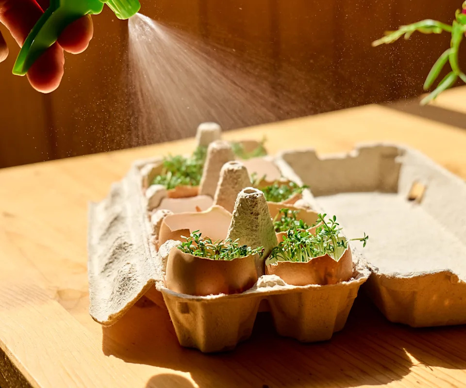 Eggshell pots with microgreens