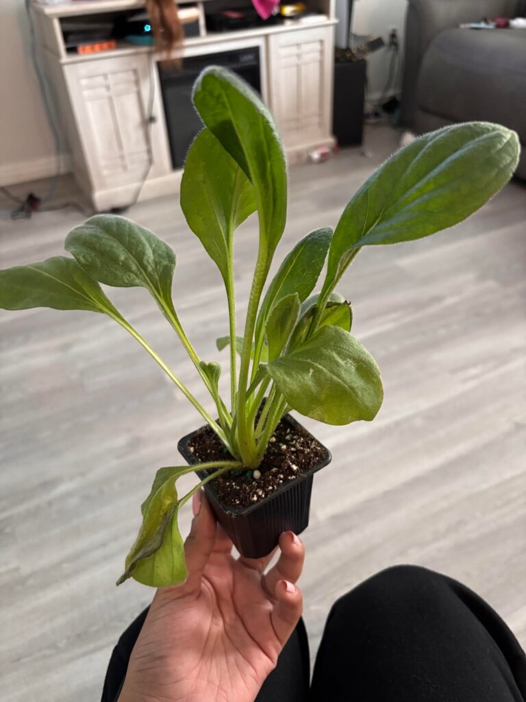 First time dahlia parent