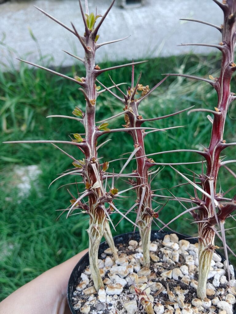 Waking up Ocotillos