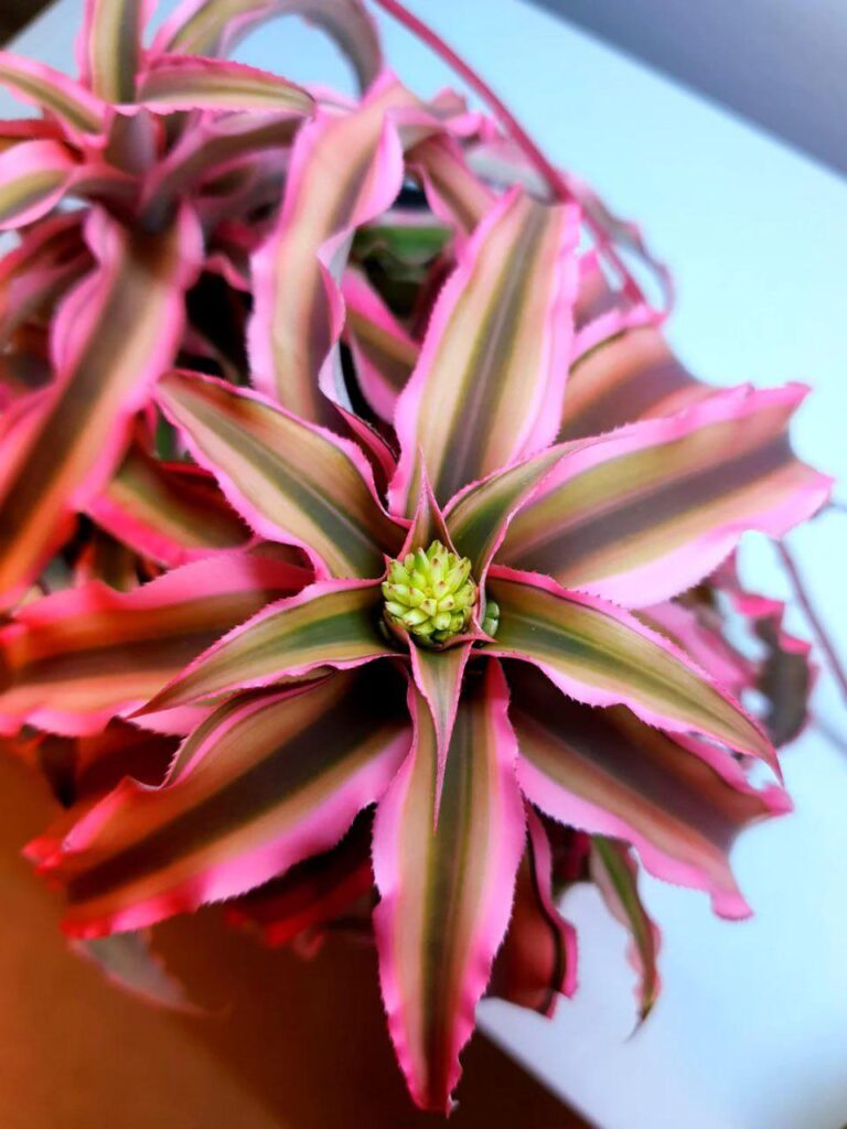 getting ready to bloom and making some pups