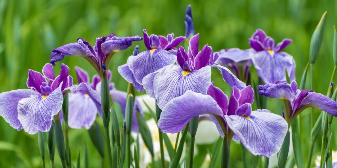 10 Plants That Will Bring a Calming Japanese-Inspired Look to Your Garden, From Irises to Fatsia Japonica 10 Plants That Will Bring a Calming Japanese-Inspired Look to Your Garden, From Irises to Fatsia Japonica