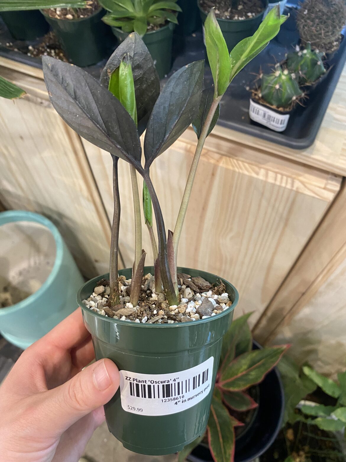RARE ZZ PLANT SPOTTED AT MY LOCAL PLANT SHOP