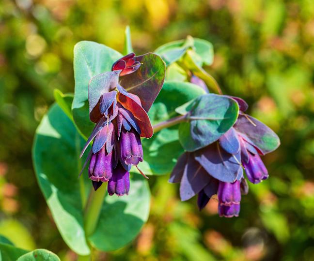 cerinthe major Purpurascens flowering in cottage garden border