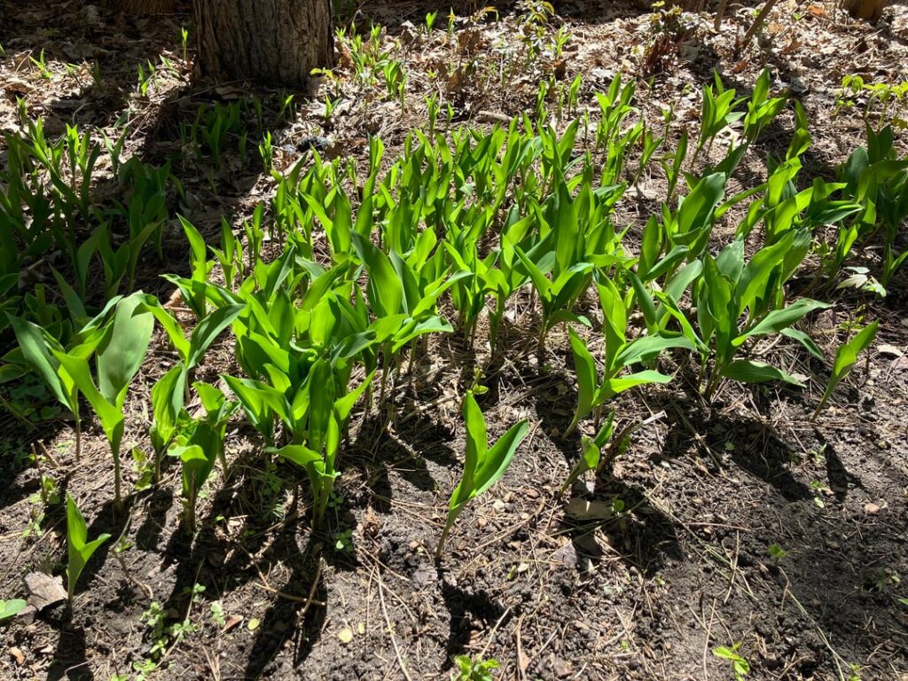 Unknown 2-leaf plant