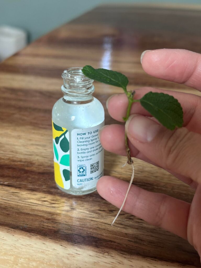 Propagating Lantana successfully for the first time!! Propagating Lantana successfully for the first time!!