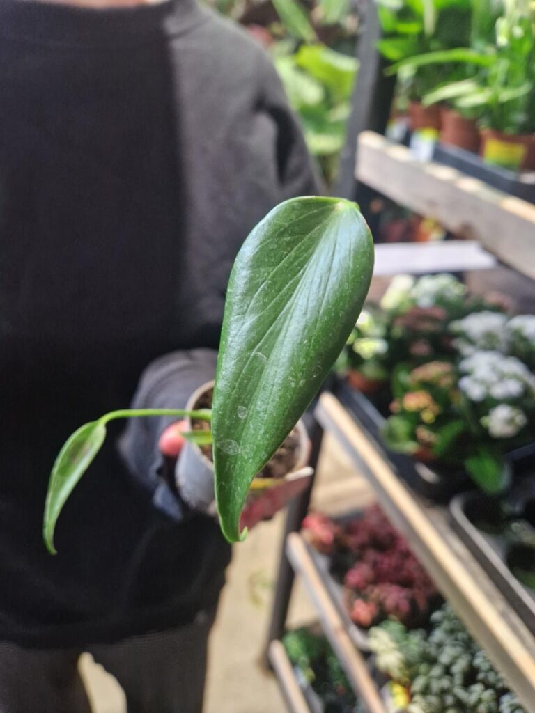 Help me identify this plant.