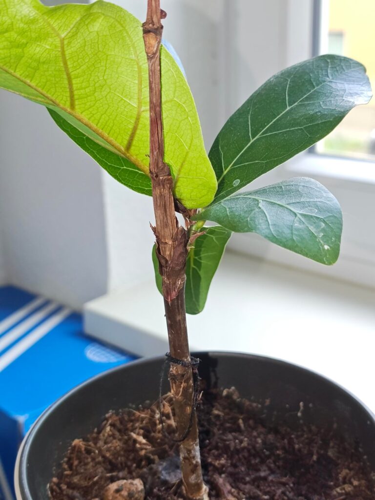 New plant owner