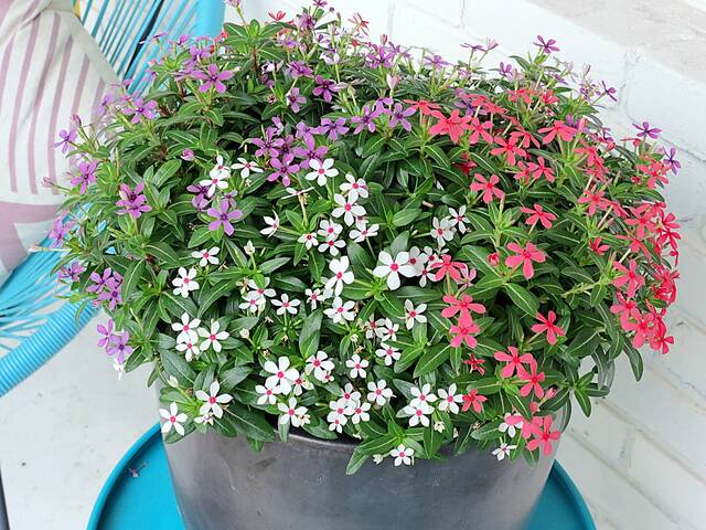 From the Garden: Show patriotism with container gardens From the Garden: Show patriotism with container gardens