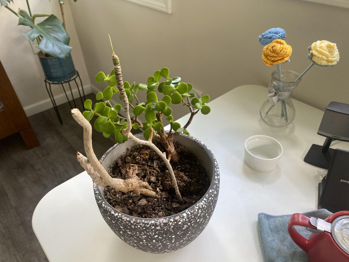 Dracena is finally flourishing Dracena is finally flourishing