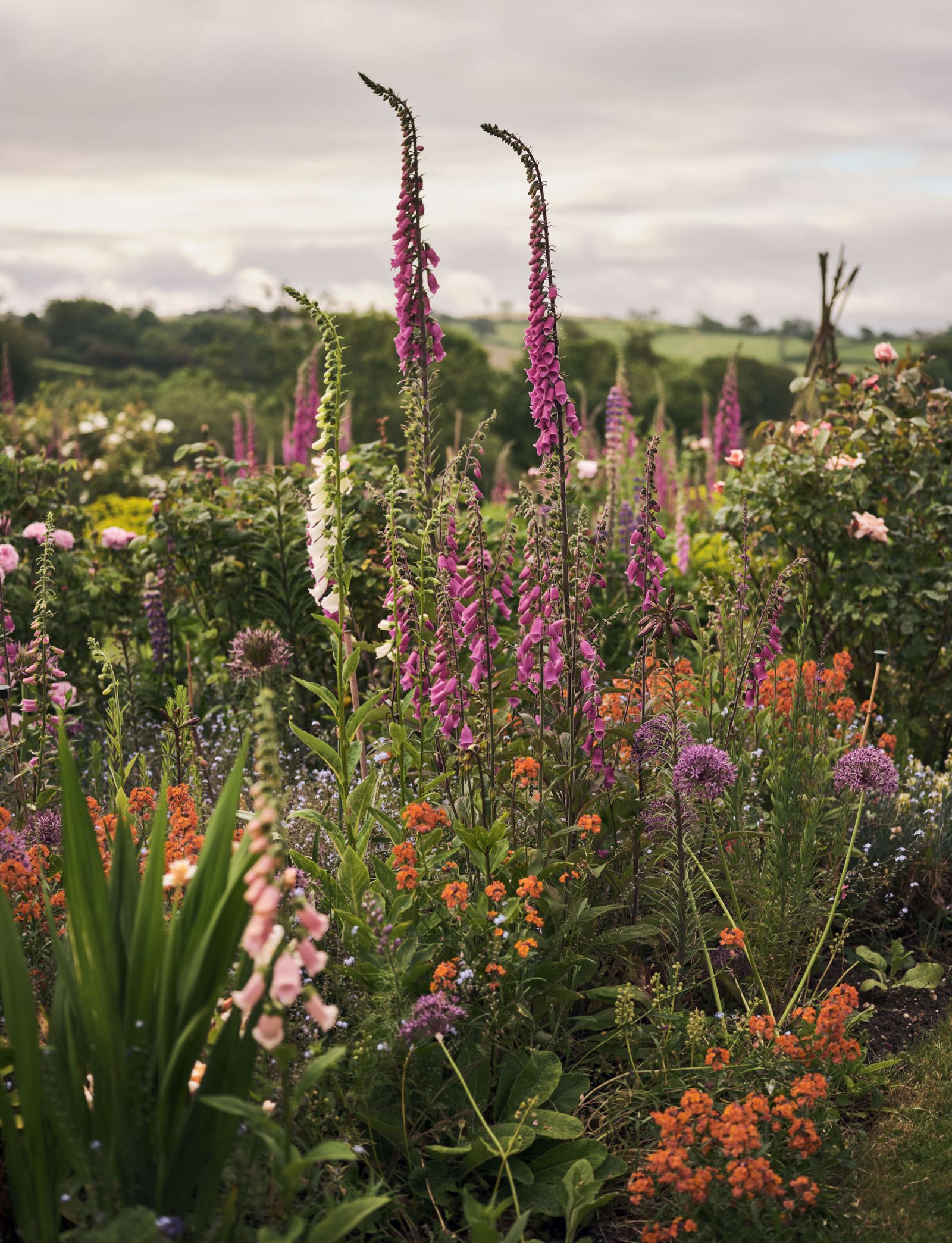 Image may contain Plant Flower Blossom Outdoors Garden Arbour and Lupin