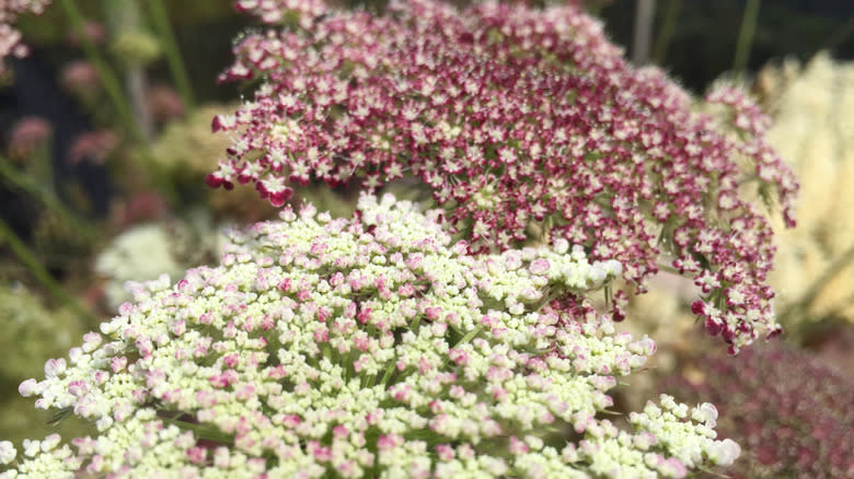 Daucus carota 'dara' Flowers