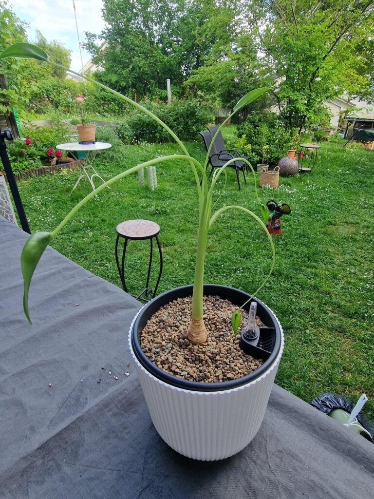 What's up with my tiny Alocasia?