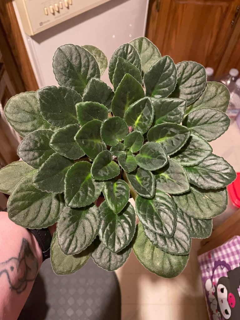 Perfect rosette Perfect rosette