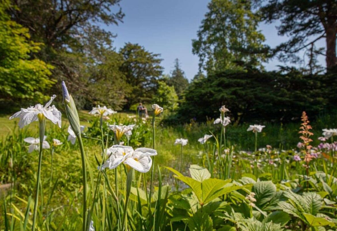 Wellbeing festival and steam railway celebration planned for Exbury Garden